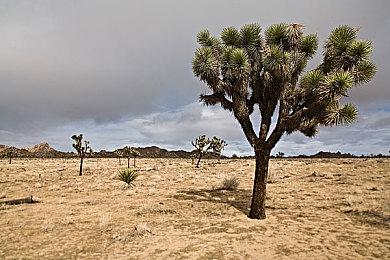 《狂野之心S》武器“弓”介绍 灵活与精妙兼具